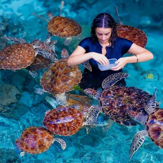 A person feeding sea turtles in a pool. 2