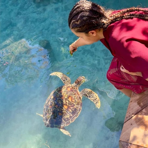 A person feeding a sea turtle in clear water. 3