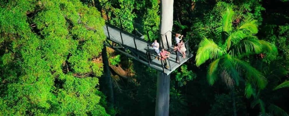 Brisbane: HOHO + Glow Worms & Skywalk Rainforest Walk 4
