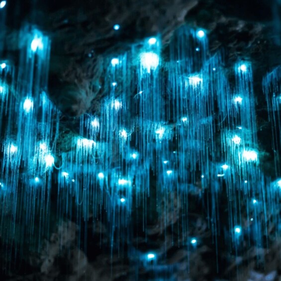 Picture 2 for Activity Brisbane: HOHO + Glow Worms & Skywalk Rainforest Walk 3