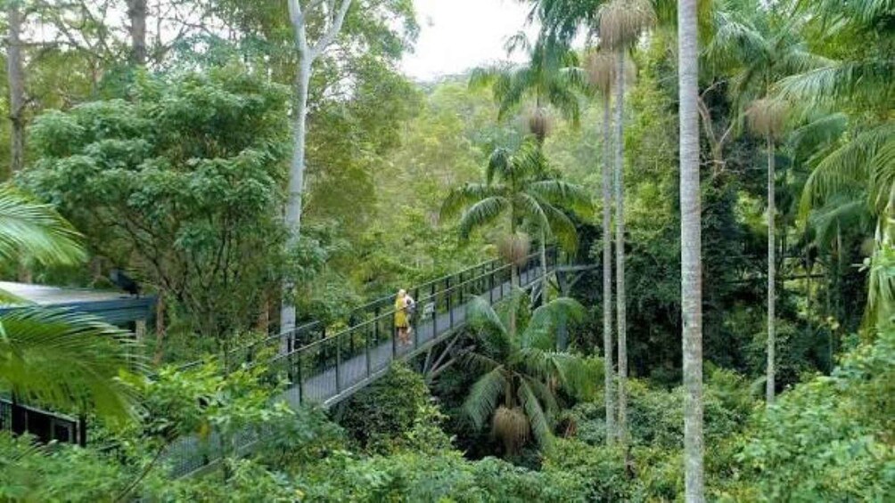 Picture 1 for Activity Brisbane: HOHO + Glow Worms & Skywalk Rainforest Walk 2