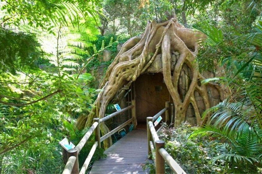 Gold Coast: HOHO + Glow Worms & Skywalk Rainforest Walk 1