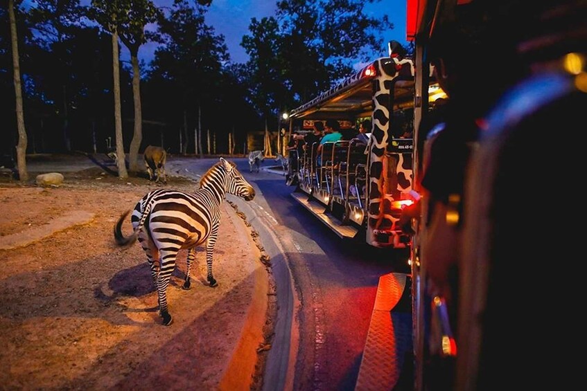 Picture 12 for Activity Chiang Mai: Night Safari Entry Ticket 3