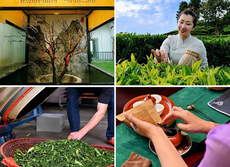 Shantou: 5-Day Chaoshan Heritage, Coast, and Tea Tour 1