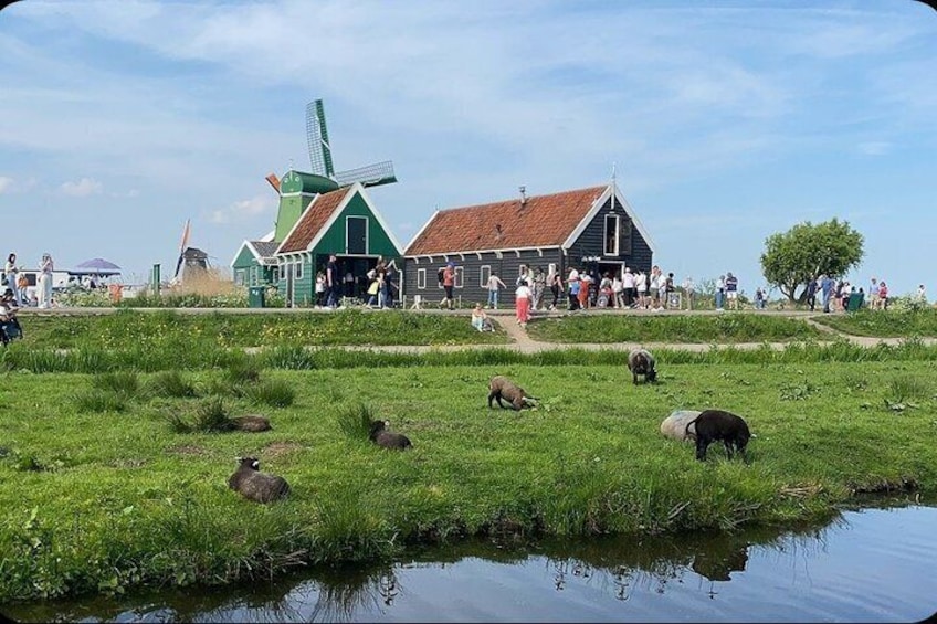 A windmill, a barn, and grazing animals in a field. 1