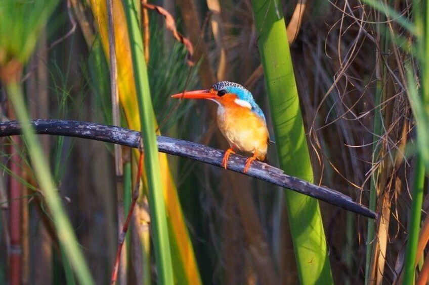 Guided Mokoro Tours in the Maun Educational Park 5