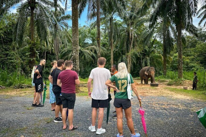 A group of people observing an elephant in a forested area. 5