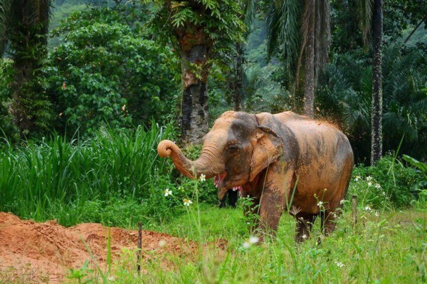 An elephant in a lush green forest with tall trees and a mound of dirt. 1