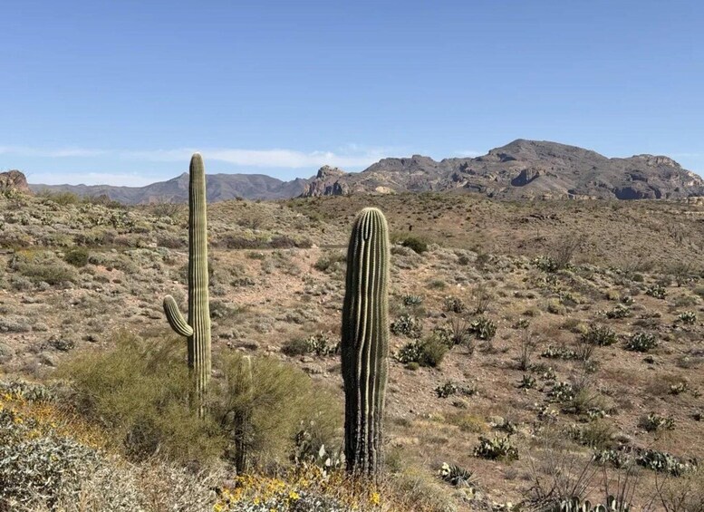Two prominent cacti in a desert landscape with mountains in the background. 5