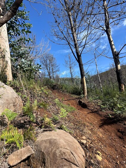 A forested area with a dirt path, large rocks, and leafless trees. 2