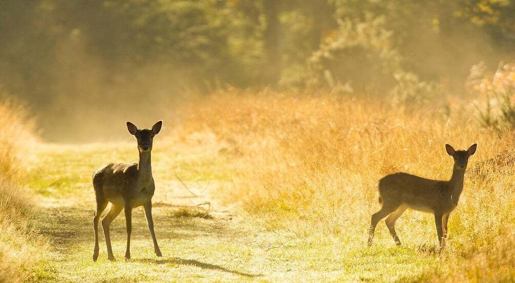 Picture 18 for Activity New Forest NP: Wildlife Photography Tour with Guide 4