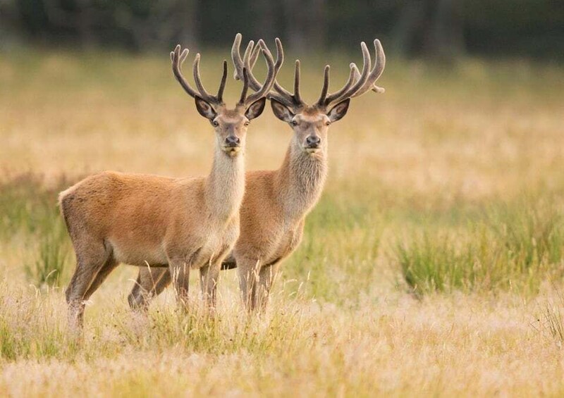 New Forest NP: Wildlife Photography Tour with Guide 1