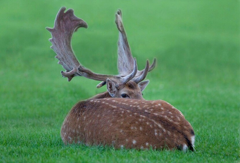 Picture 13 for Activity New Forest NP: Wildlife Photography Tour with Guide 3