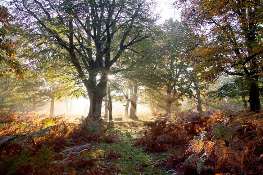 Picture 7 for Activity New Forest NP: Wildlife Photography Tour with Guide 5