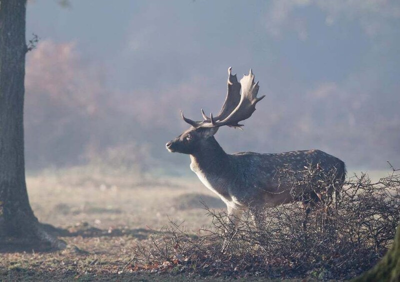 Picture 4 for Activity New Forest NP: Wildlife Photography Tour with Guide 2