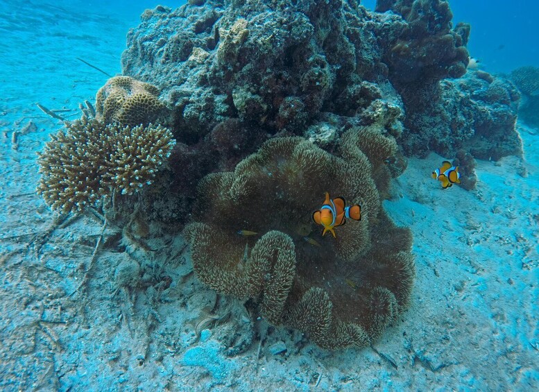 Picture 4 for Activity Pulau Weh Diving Tour 3