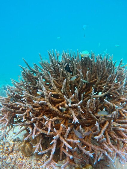 Picture 3 for Activity Pulau Weh Diving Tour 2