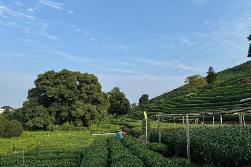 Bespoke Hangzhou Tour West Lake Temples and Local Life 4