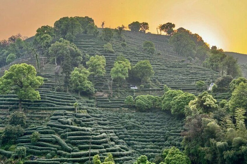 Bespoke Hangzhou Tour West Lake Temples and Local Life 3