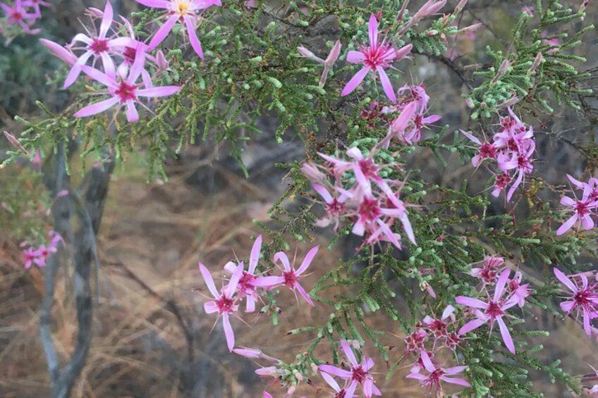 Pink flowers on a bush with green leaves. 2