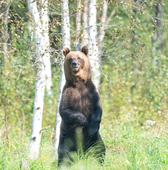 Picture 1 for Activity From Tallinn: 5-Day Wild Estonia Tour with Bear Watching 1