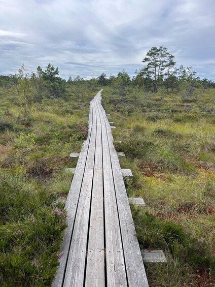 Picture 3 for Activity From Tallinn: 5-Day Wild Estonia Tour with Bear Watching 2