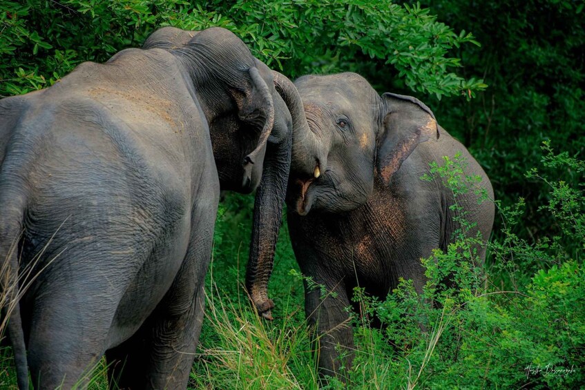 Picture 13 for Activity Dambulla: Sigiriya Day Tour With Kaudulla Elephant Safari 5