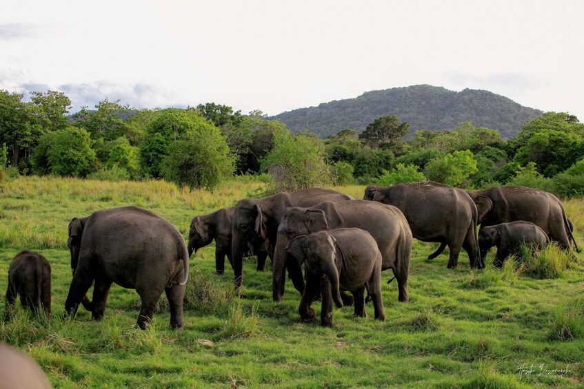 Picture 17 for Activity Dambulla: Sigiriya Day Tour With Kaudulla Elephant Safari 4