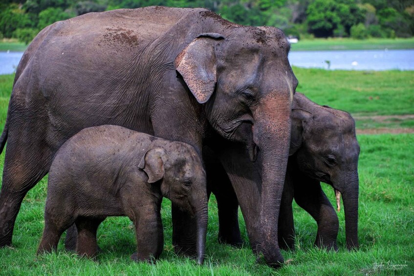 Picture 10 for Activity Dambulla: Sigiriya Day Tour With Kaudulla Elephant Safari 2