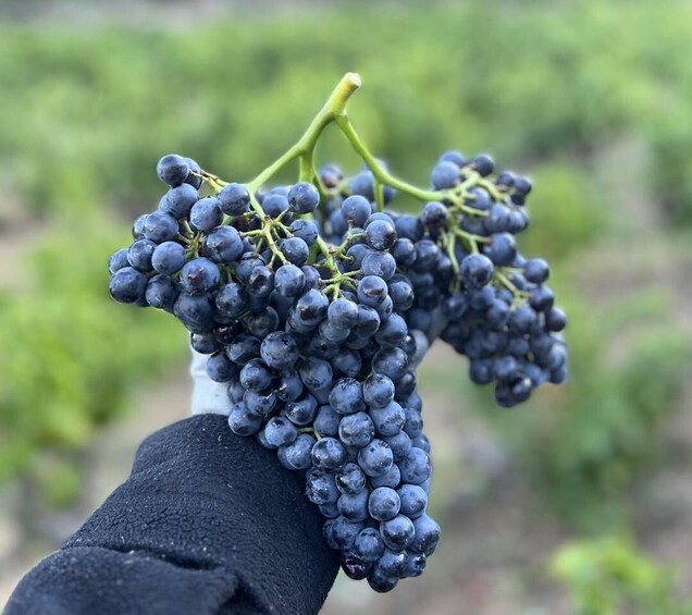 Picture 2 for Activity Gigondas: Tour of the winery, vineyards, and cellar with wine tasting 5