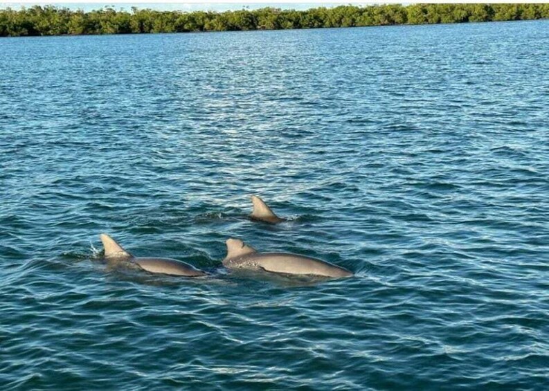 Picture 2 for Activity Marco Island: Sunset Cruise with Wildlife Viewing 3