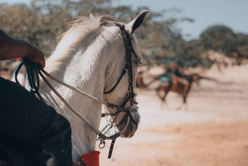 A white horse with a bridle, a person holding the reins, and another horse in the background. 2