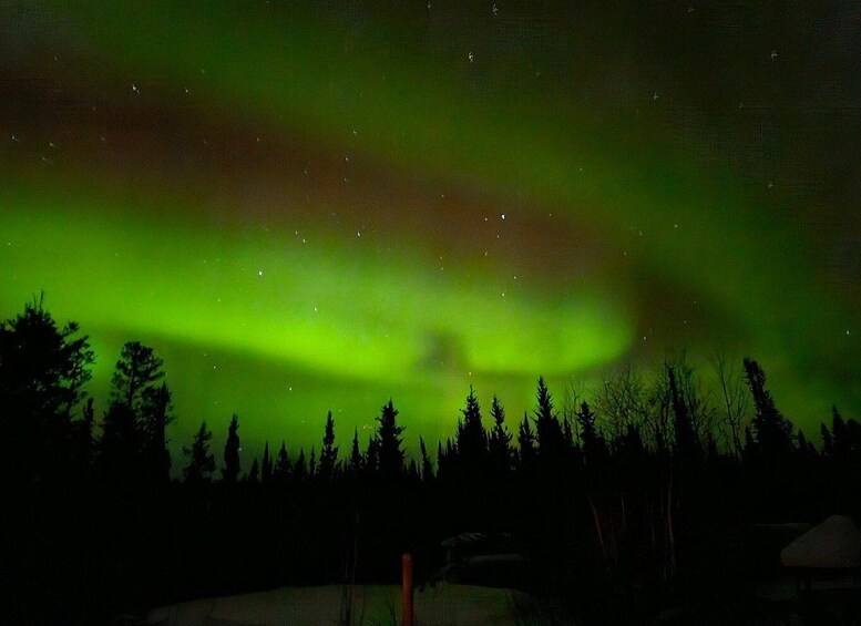 The Northern Lights over a forested landscape. 4