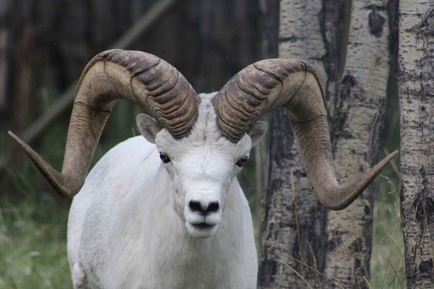 A white goat with large, curved horns standing in a forested area. 3