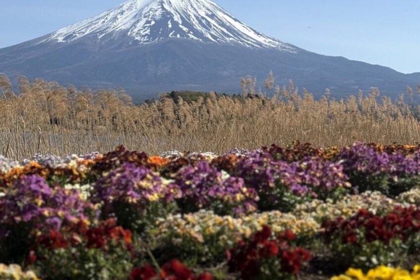 A field of colorful flowers in front of a snow-capped mountain. 3