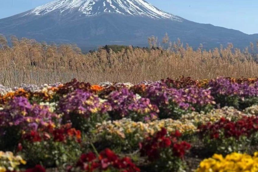 Private Mount Fuji Scenic Tour from Tokyo 5