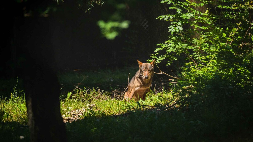 Abruzzo: Guided visit of the Wolf Visitor Center in Popoli Terme 1