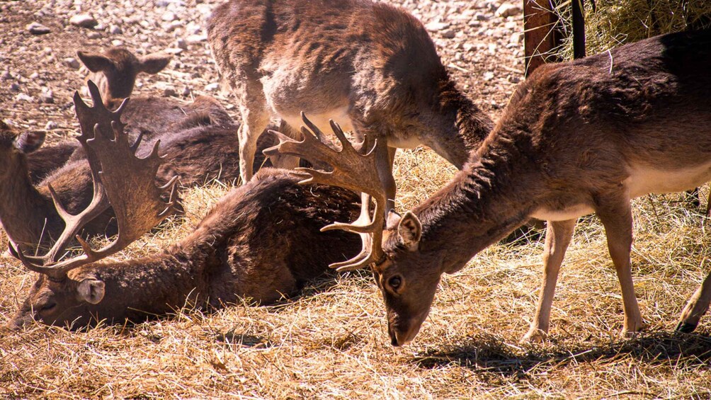 Picture 8 for Activity Abruzzo: Guided visit of the Wolf Visitor Center in Popoli Terme 4