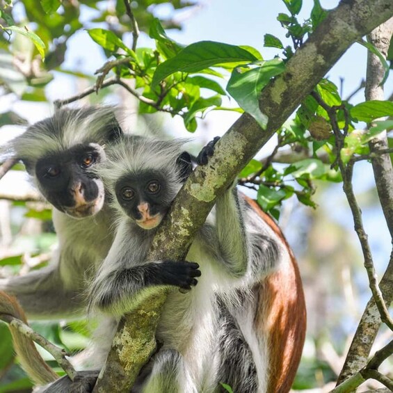 Two monkeys on a tree branch. 4