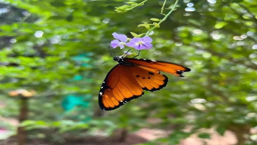 A butterfly on a flower. 1