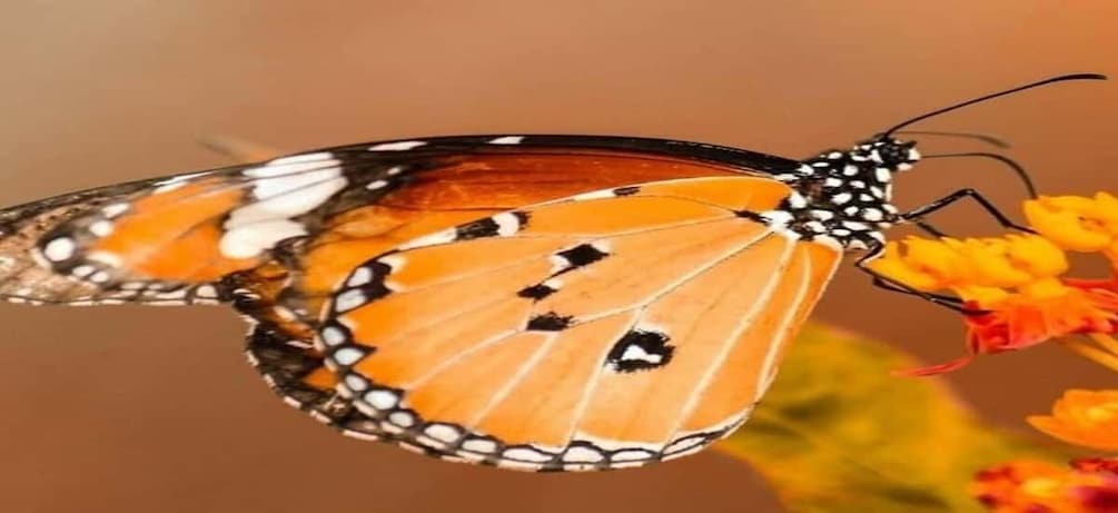Picture 6 for Activity Zanzibar: Jozani forest and Butterfly day tour 5