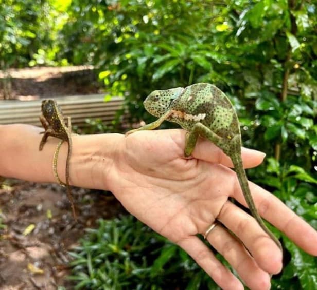 Picture 9 for Activity Zanzibar: Jozani forest and Butterfly day tour 2