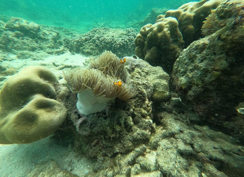 An underwater scene with a sea anemone and clownfish, surrounded by coral formations. 2