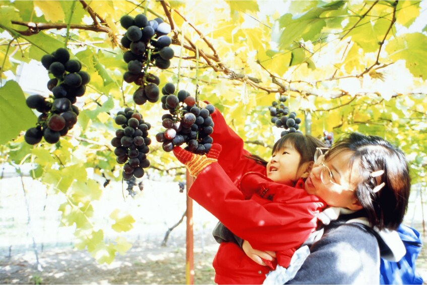 Picture 2 for Activity From Sapporo: Otaru Kamui Cape One-Day Tour 5