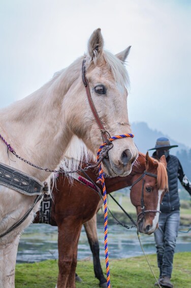 Picture 1 for Activity Lake Coleridge: Countryside Horse Ride and River Crossing 3