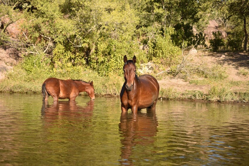 Picture 3 for Activity Lake Coleridge: Countryside Horse Ride and River Crossing 2