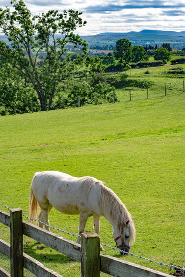 Picture 3 for Activity Northern Ireland: Horseback Riding Tour with Afternoon Tea 2