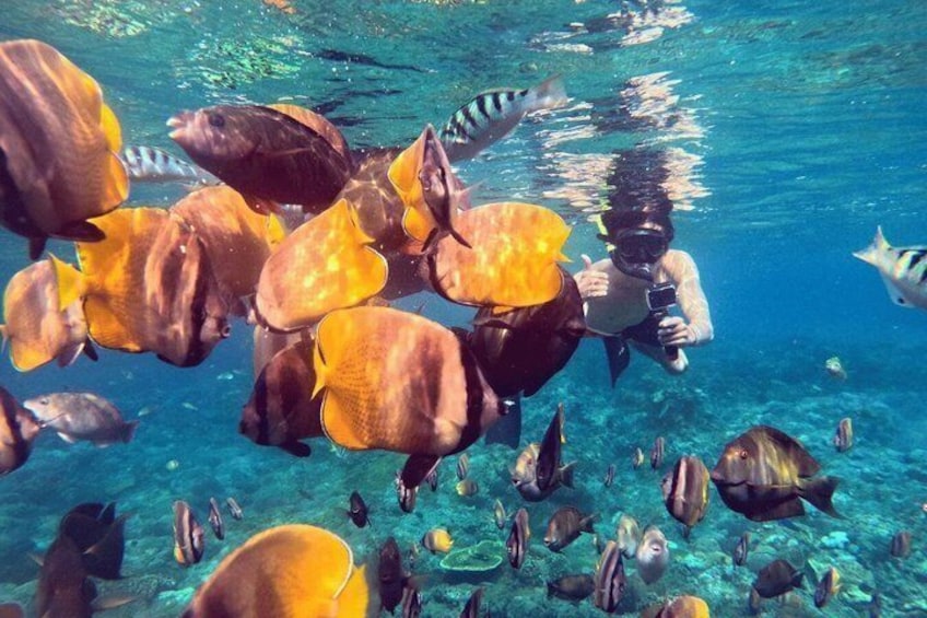 A diver surrounded by a school of yellow and brown fish in clear blue water. 4