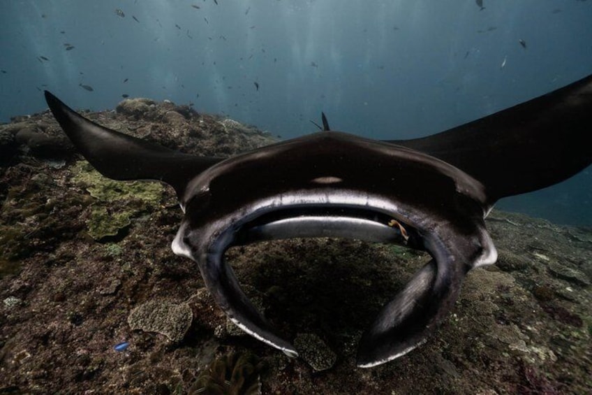 A manta ray swimming near a rocky seabed. 3