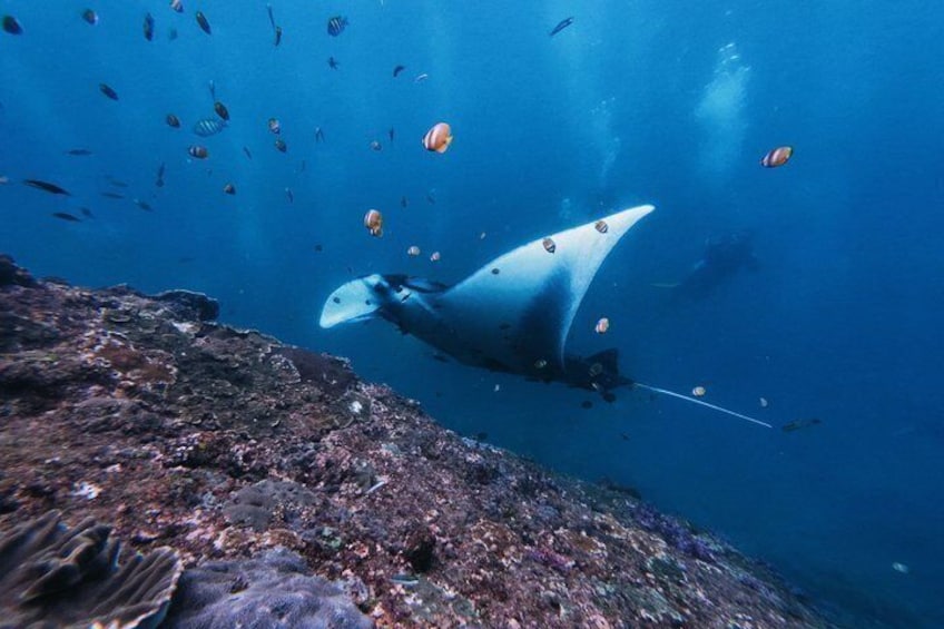 A manta ray swimming near a coral reef with various fish. 5